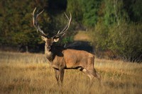 /album/fenykepgaleria/a711353194bb6ed4d8b1c3303e59a9ef2-jpg1/