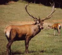 /album/fenykepgaleria/images-jpg1/